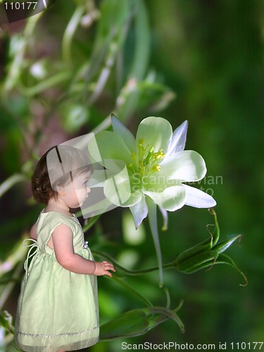 Image of Little Pixie