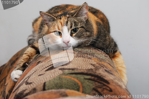 Image of cat lying on the couch