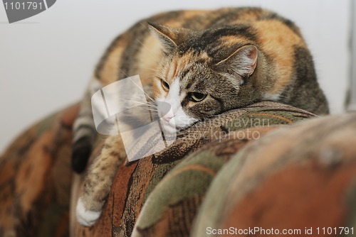 Image of cat lying on the couch