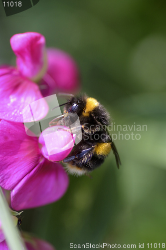 Image of Bumble Bee