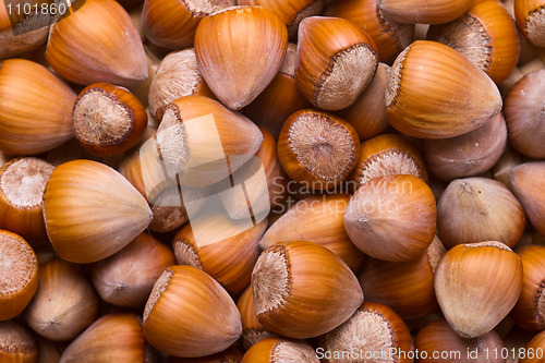 Image of Hazelnuts