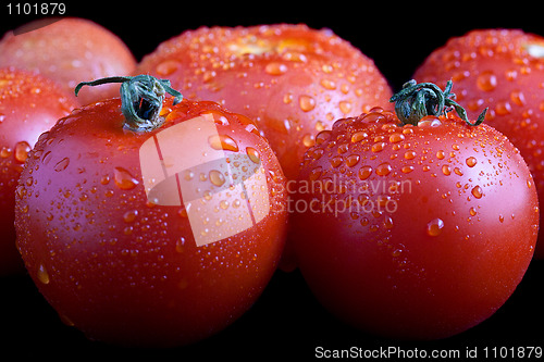 Image of Wet whole tomatos