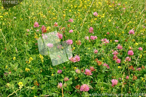 Image of Many wild clover flowers