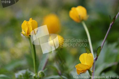 Image of Buttercups