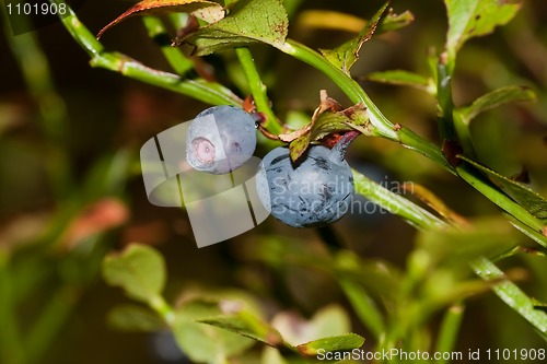 Image of blueberries