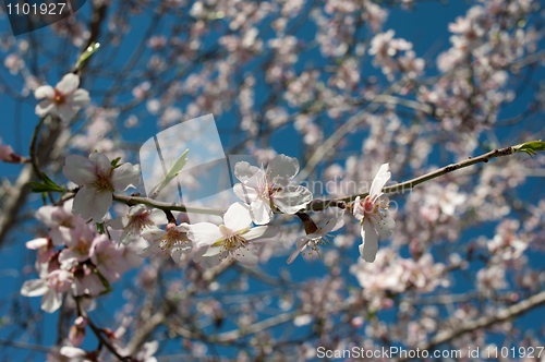 Image of Almond blossom