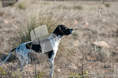 Image of Pointer hunting dog