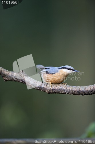 Image of Nuthatch (Sitta europaea)