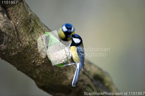 Image of Great Tits (Parus major)