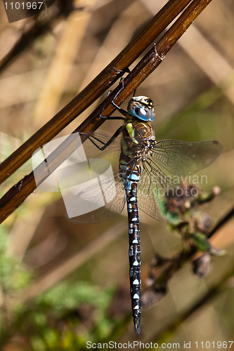 Image of Dragonfly