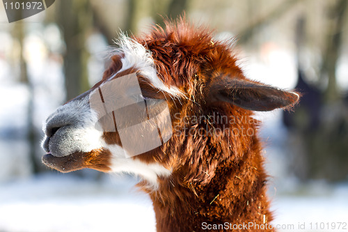 Image of Alpaca head