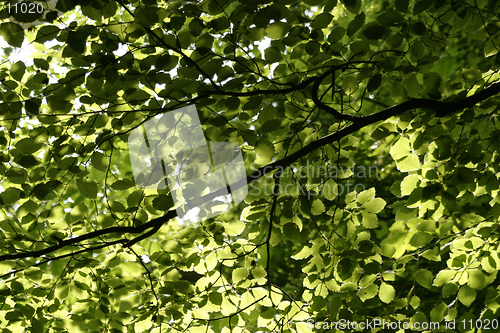 Image of Tree Canopy