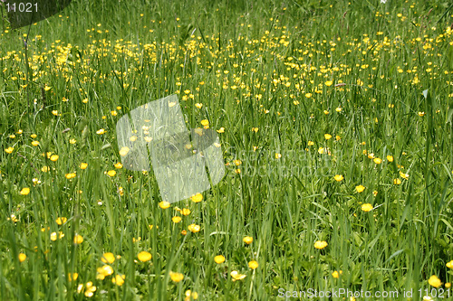 Image of Buttercup Field