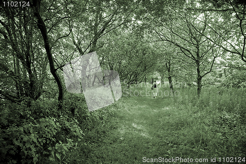 Image of Sping forest walk