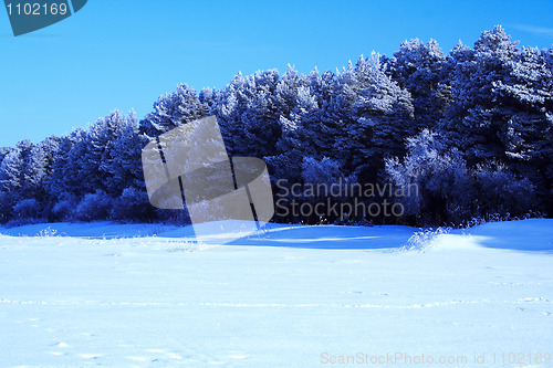 Image of frozen treen in winter forest