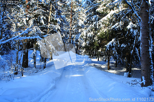 Image of frozen treen in winter forest