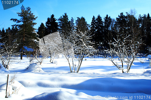 Image of the winter garden on a good sunny weather