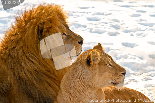 Image of Lion couple lying in the snow