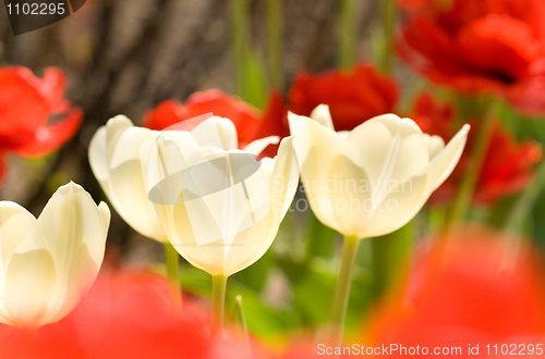 Image of Close-up of three white Tulips 