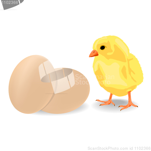 Image of Little chiken with eggs