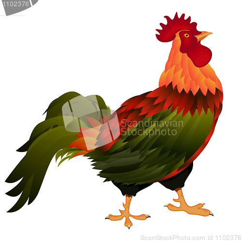 Image of standing rooster