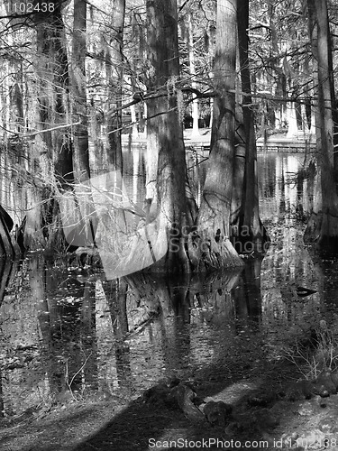 Image of Trees reflections