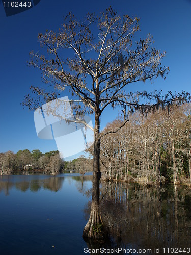 Image of Big tree