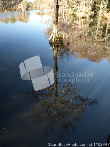 Image of Tree in the water