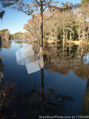 Image of Tree shadow