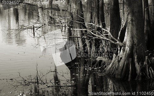 Image of Swamp reflections