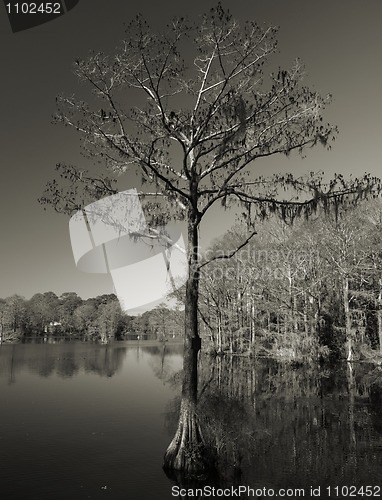 Image of Lonely tree