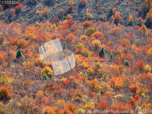 Image of Colors of fall