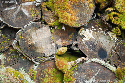 Image of Heap of rotten fire wood - background