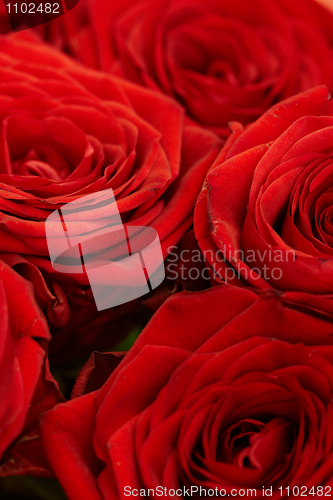 Image of Several red roses