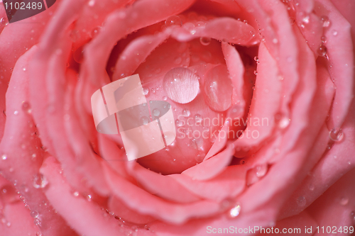 Image of Rose with beautiful drops