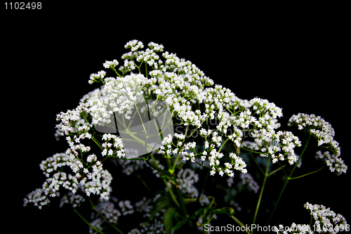 Image of Inflorescences umbellate plants on black