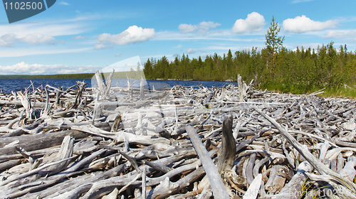 Image of Dead wood on shore of Lake