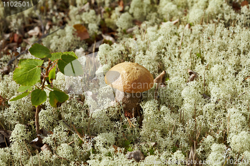 Image of Birch mushroom