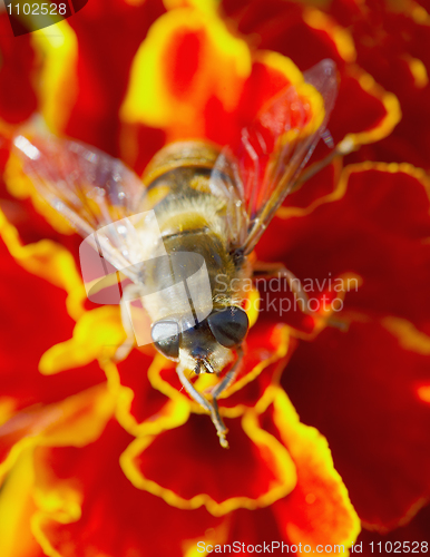 Image of Hoverfly on red flower