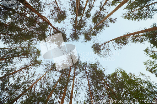 Image of Sky in zenith - pine wood