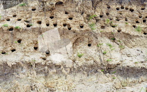 Image of Holes dug by swallows in river bank