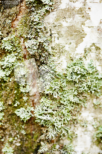 Image of Birch bark with green lichen