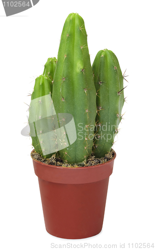 Image of Few decorative cactus in one pot