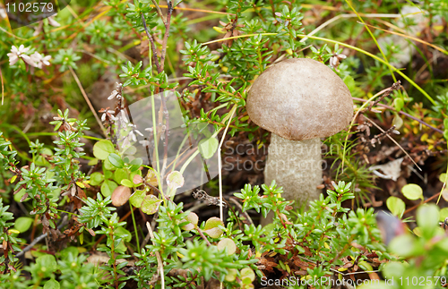 Image of Among moss in forest mushroom growing