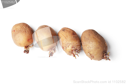 Image of Potato tubers ready for planting in a ground