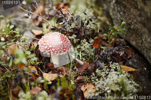 Image of Red fly agaric