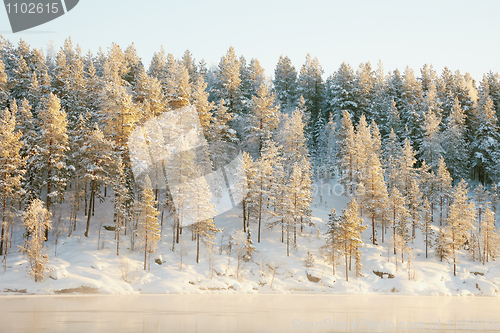 Image of Frozen coniferous wood covered with snow