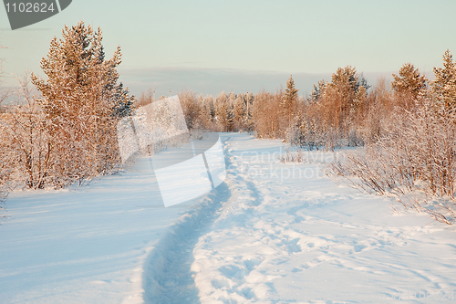 Image of Beautiful winter landscape with snow