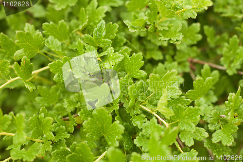 Image of Leaves on gooseberry bush