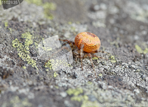 Image of Large orange spider on stone